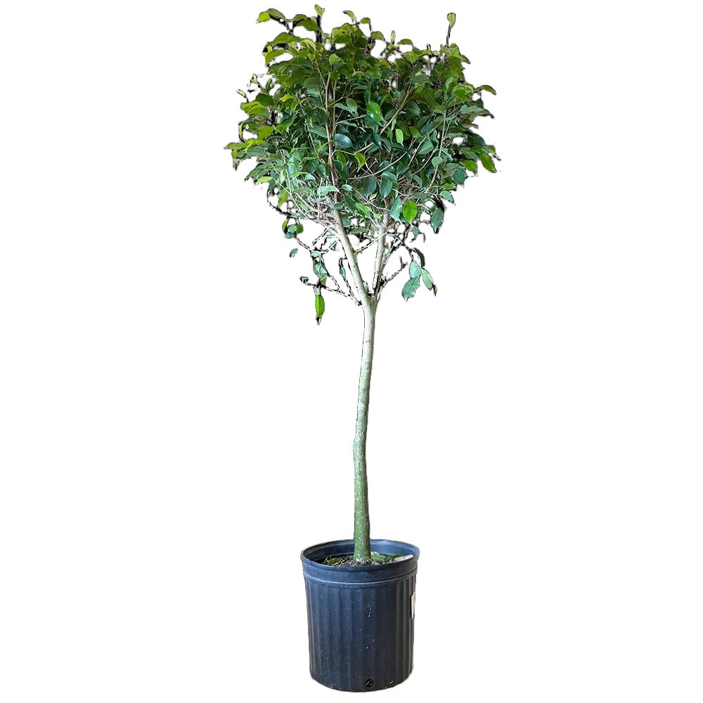 Ficus Benjamina Standard 12 Inch Pot - Chive Plant Studio - Plants - Chive Studio 2024