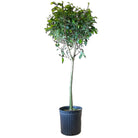 Ficus Benjamina Standard 12 Inch Pot - Chive Plant Studio - Plants - Chive Studio 2024