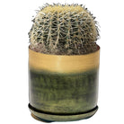 Golden Barrel Cactus 12 Inch Pot - Chive Plant Studio - Plants - Chive Studio 2024