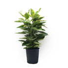 Ficus Golden Gem Bush 12 Inch - Chive Plant Studio - Chive Plant Studio