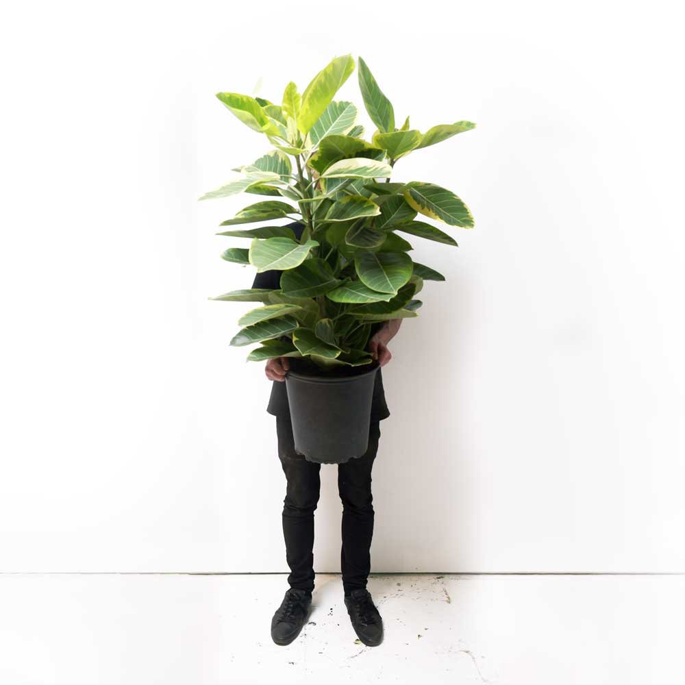 A person dressed entirely in black stands against a plain white background, holding a large Ficus Golden Gem Bush 12 Inch Pot that obscures their face and upper body. The vibrant green leaves of the plant starkly contrast with the minimalistic setting, creating an elegant visual with the individual poised on a light-colored floor.