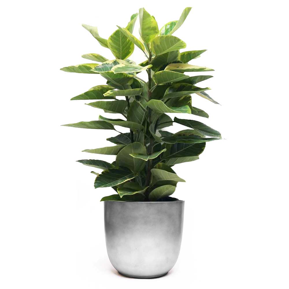 A tall, lush Ficus Golden Gem Bush with multiple broad leaves, housed in a sleek and modern silver-gray pot. The plant stands upright, appearing healthy and vibrant, indicating it is well-cared for. This 12-inch pot of beautiful greenery effortlessly adds a touch of elegance to any space.