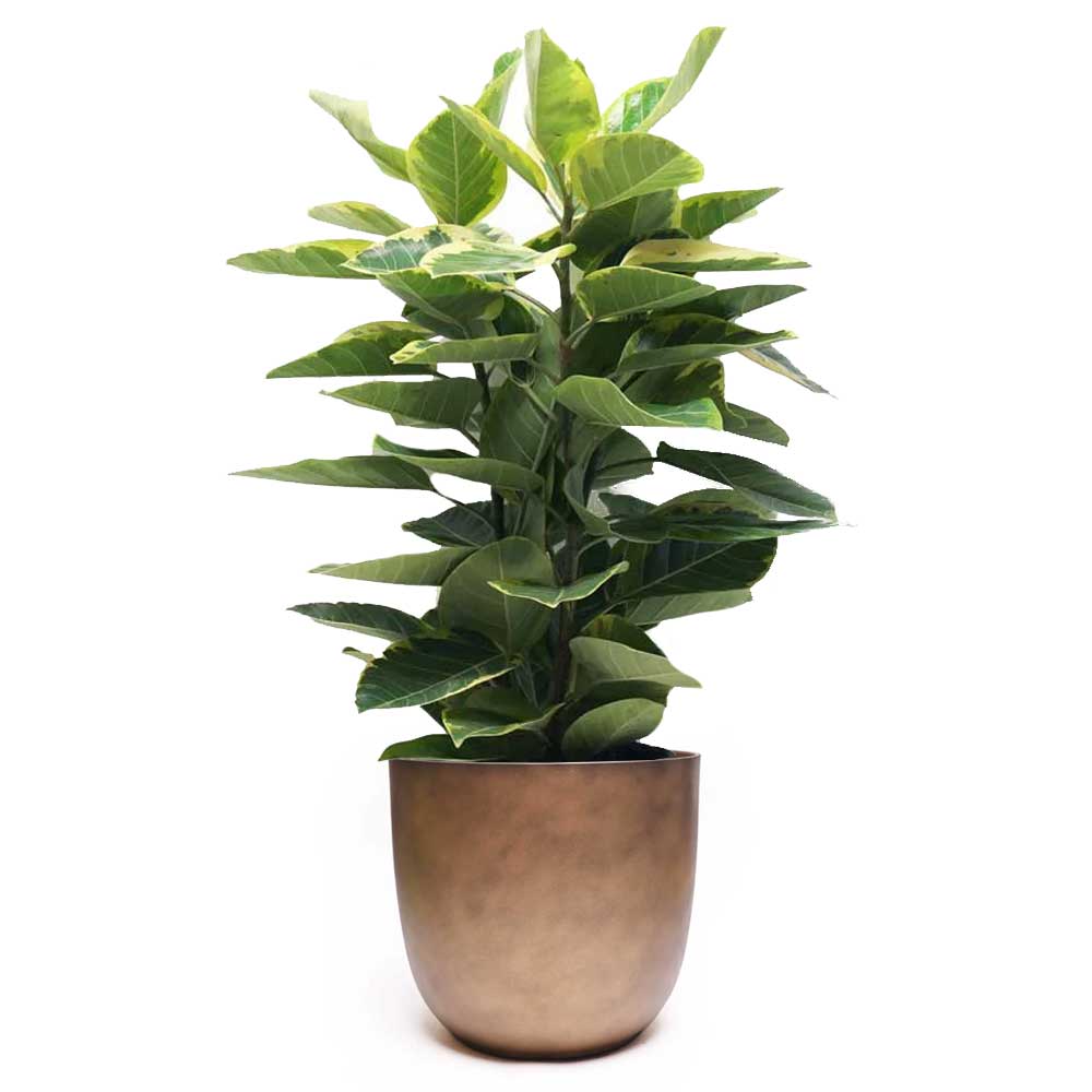 A tall and vibrant green Ficus Golden Gem Bush in a 12-inch pot, featuring broad leaves and displayed in a smooth, rounded, bronze-colored container. The lush and layered foliage creates a dense and healthy appearance against the plain white background, highlighting the plant's elegance effortlessly.