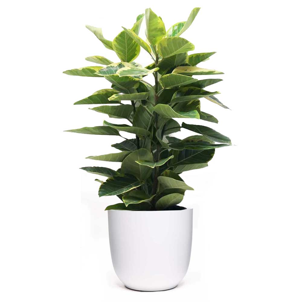 A lush, tall Ficus Golden Gem Bush is showcased in a sleek, modern white pot. This beautiful plant, exuding elegance with its broad, dark green leaves and dense foliage, appears healthy and vibrant against the plain white background.