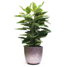 A thriving Ficus Golden Gem Bush stands proudly in a sleek, contemporary gray ceramic pot, its broad and vibrant green leaves radiating elegance with minimal upkeep. This lush foliage is perfectly highlighted against a plain white background, emphasizing the plant's fresh and pristine appearance.