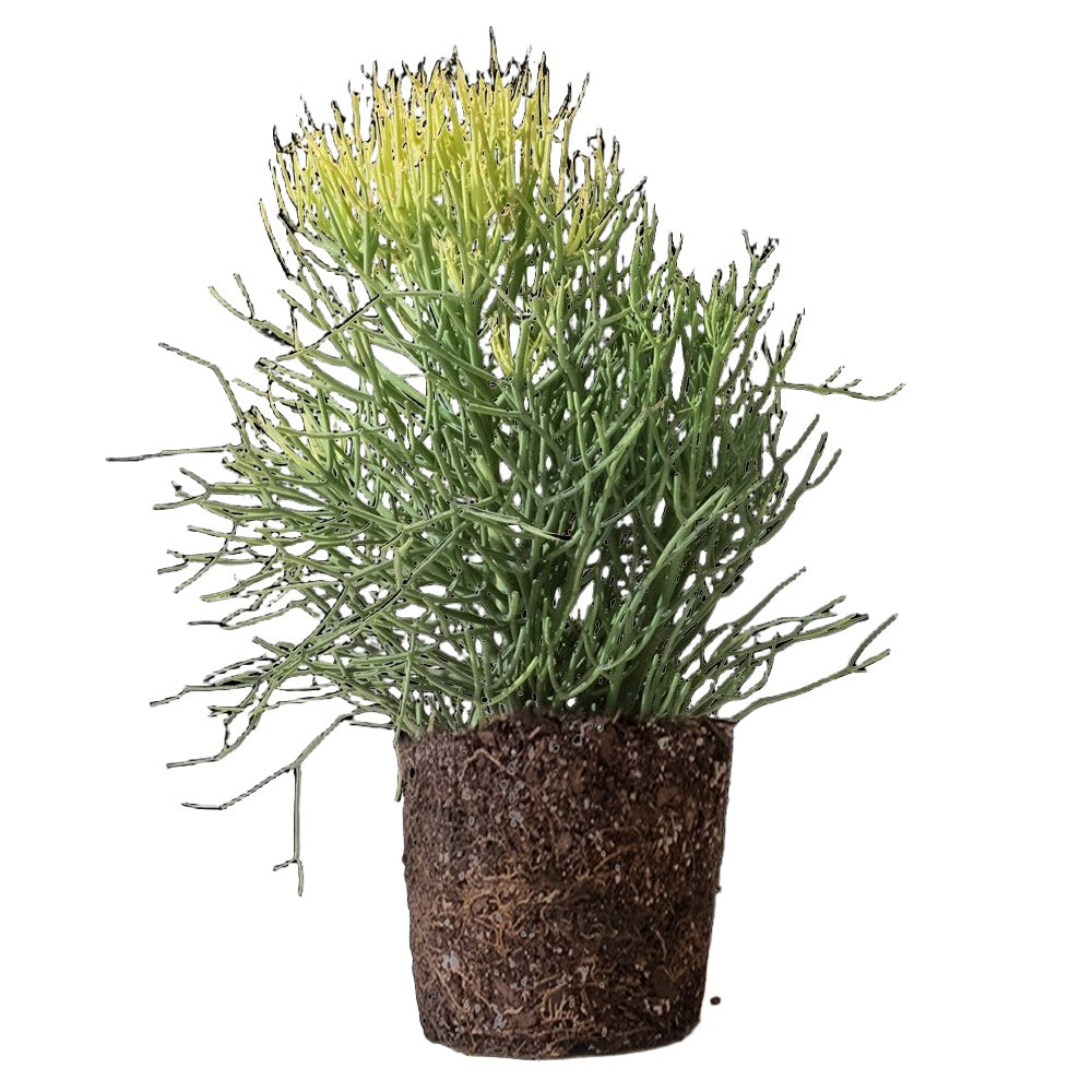 Pencil Cactus 12 Inch Pot - Chive Plant Studio - Plants - Chive Studio 2024