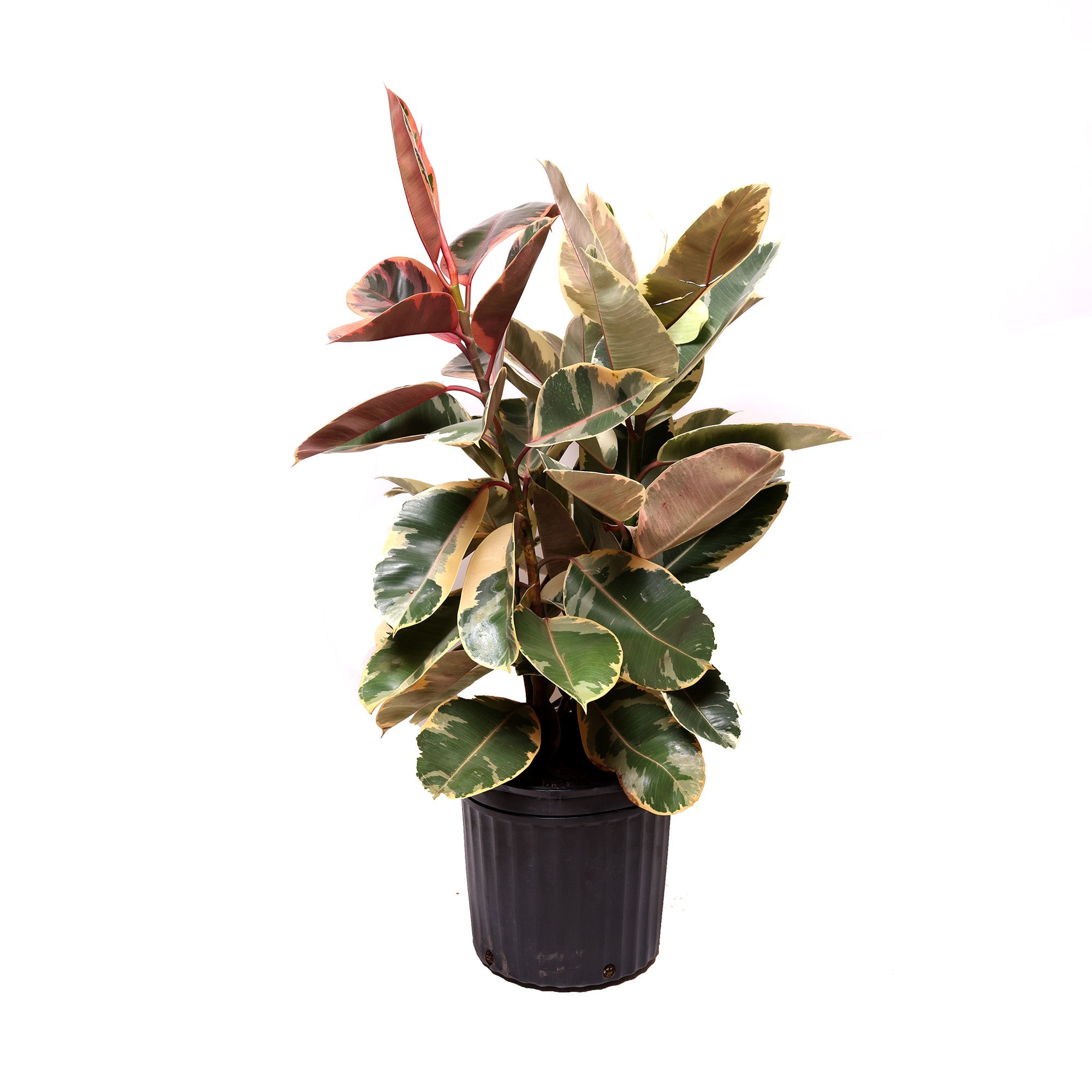 A Ficus Tineke 12 Inches plant with glossy variegated leaves in shades of dark green and cream, featuring red accents, standing in a black pot against a white background.
