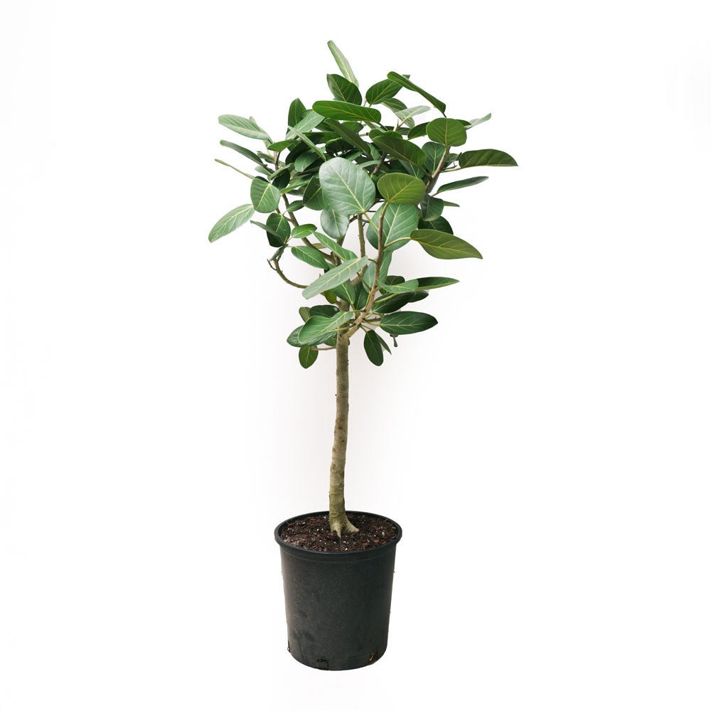 Ficus Audrey 14 Inches - Chive Plant Studio - Plants - Chive Studio