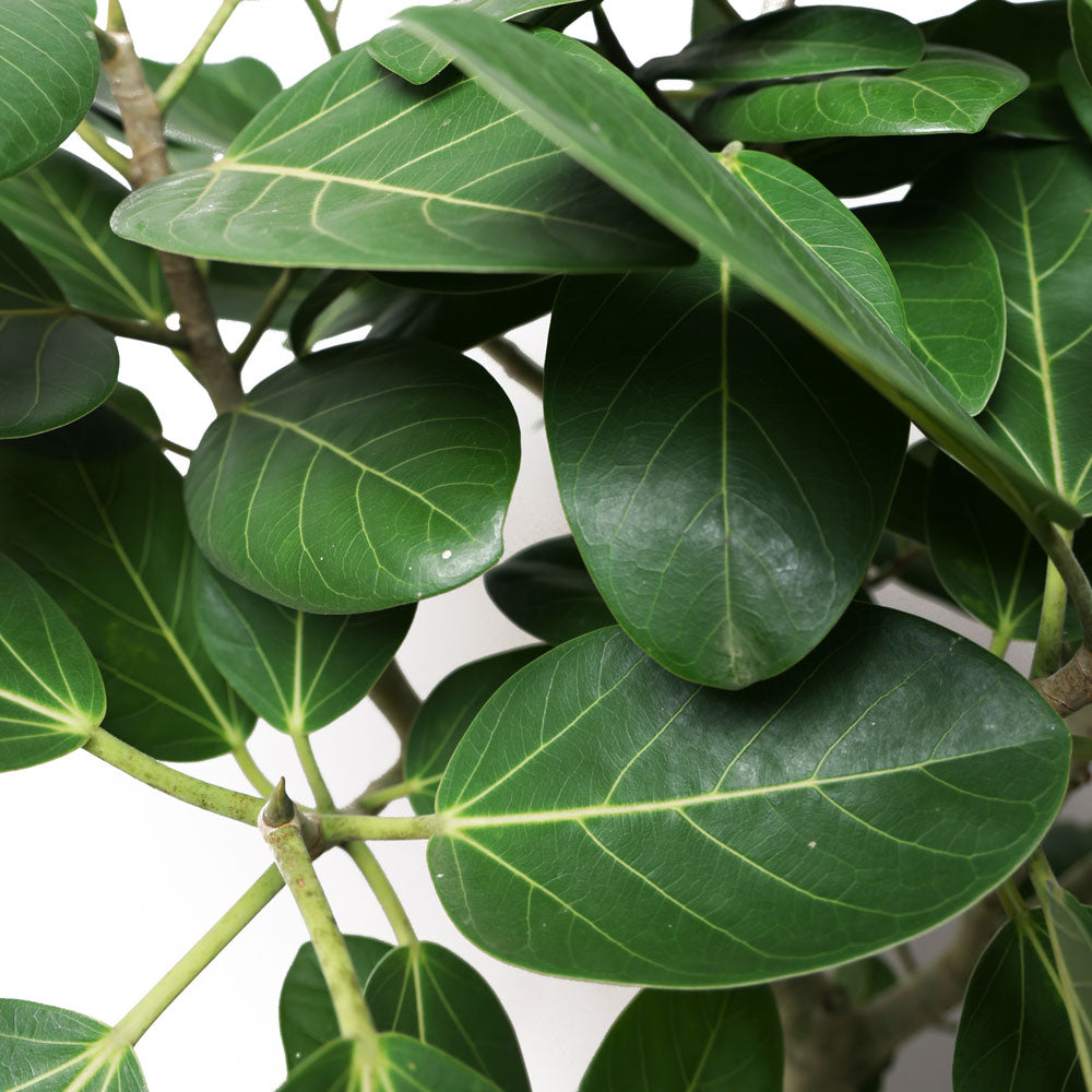 Ficus Audrey 14 Inches | Chive.ca