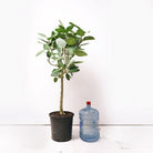 Ficus Audrey 14 Inches - Chive Plant Studio - Plants - Chive Studio