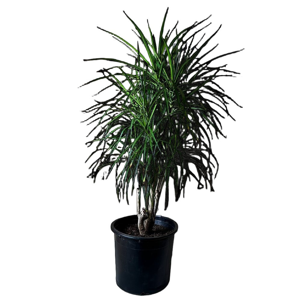 Dracaena Marginata Character 14 Inch Pot - Chive Plant Studio - Plants - Chive Studio 2024