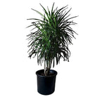 Dracaena Marginata Character 14 Inch Pot - Chive Plant Studio - Plants - Chive Studio 2024