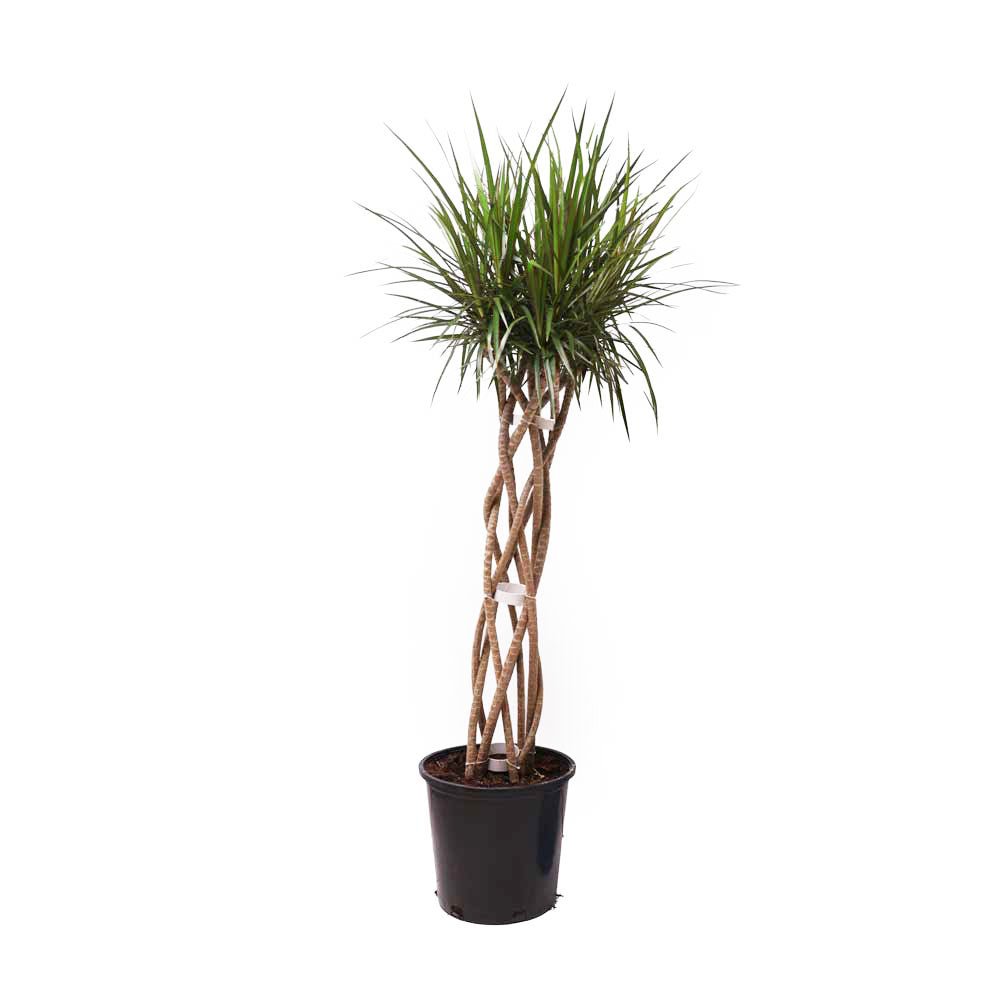 Dracaena Open Weave 14 Inch - Chive Plant Studio - Plants - Chive Plant Studio