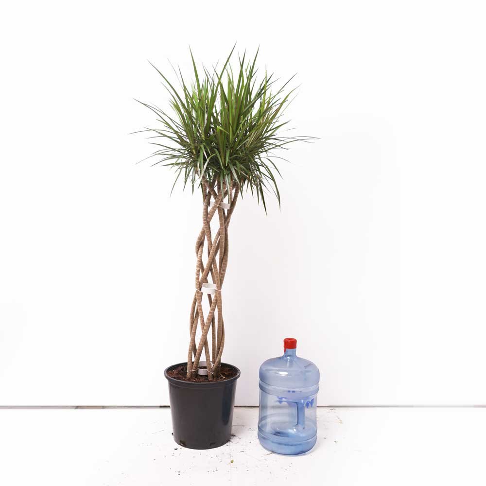 Dracaena Open Weave 14 Inch - Chive Plant Studio - Plants - Chive Plant Studio