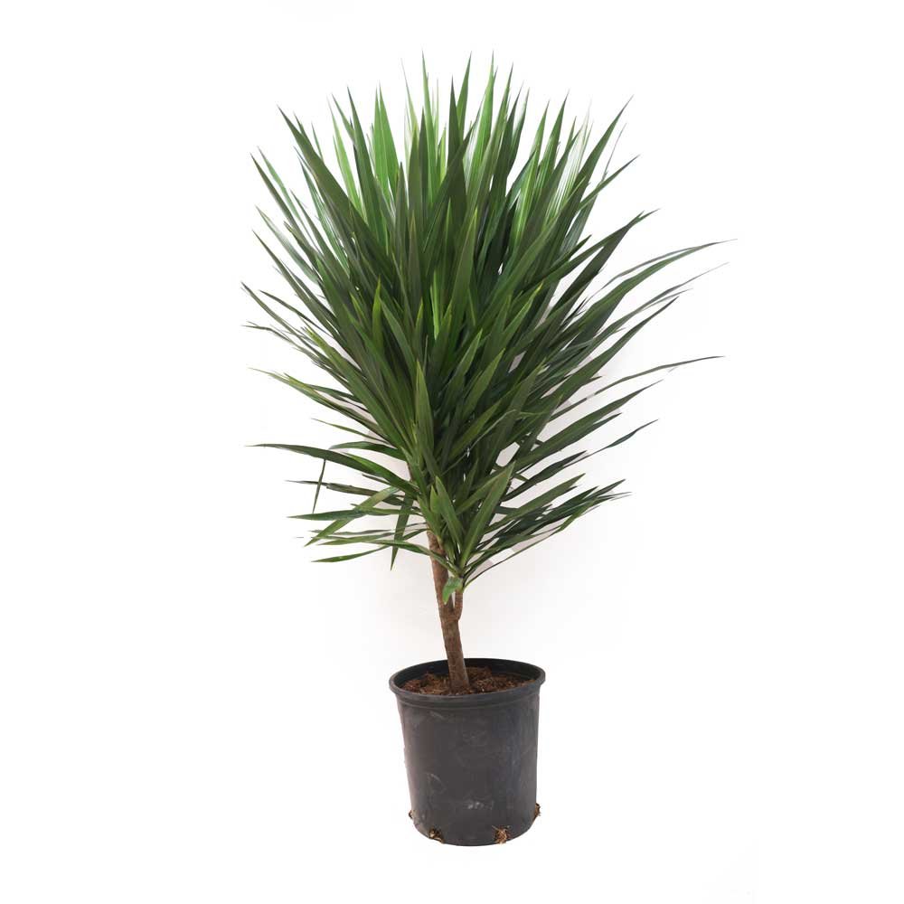 Dracaena Tarzan 14 Inch Pot - Chive Plant Studio - Plants - Chive Studio 2024