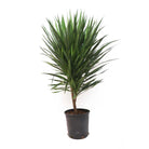 Dracaena Tarzan 14 Inch Pot - Chive Plant Studio - Plants - Chive Studio 2024