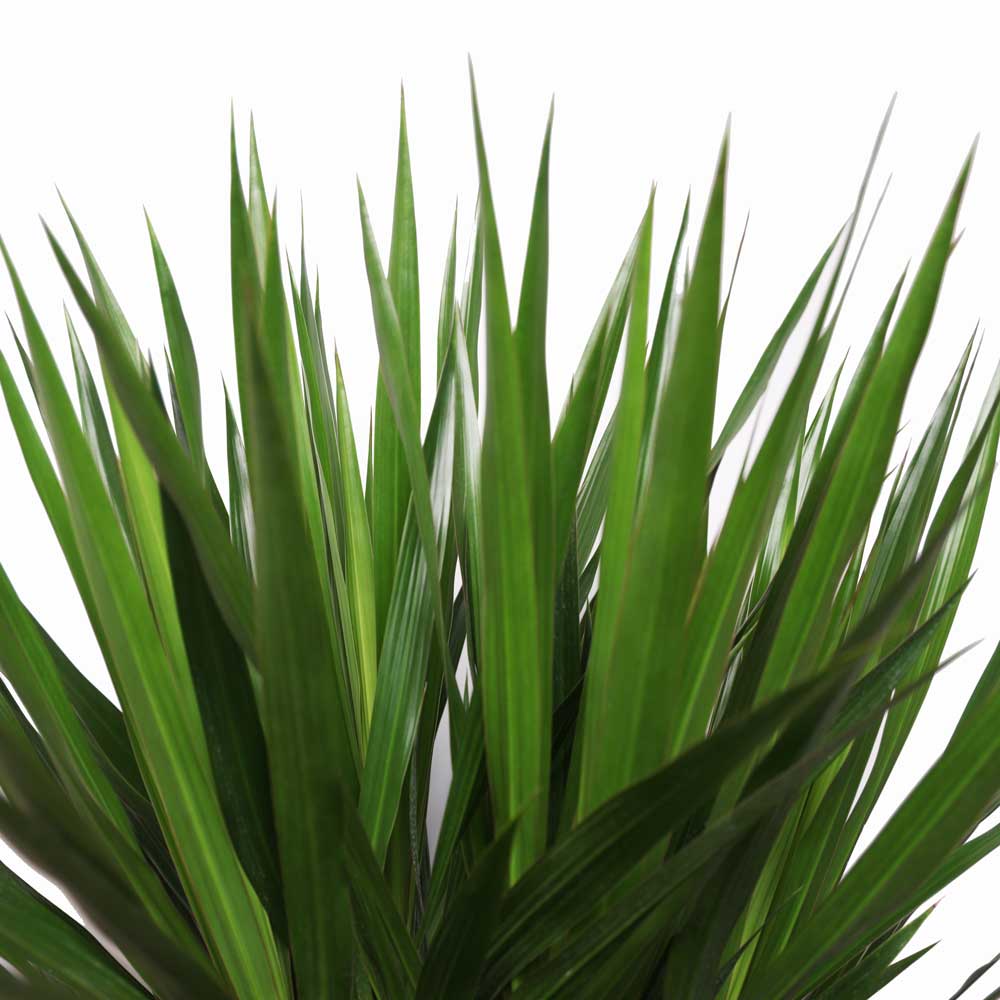 Dracaena Tarzan 14 Inch Pot - Chive Plant Studio - Plants - Chive Studio 2024