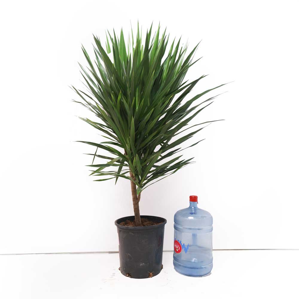 Dracaena Tarzan 14 Inch Pot - Chive Plant Studio - Plants - Chive Studio 2024