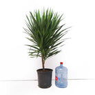 Dracaena Tarzan 14 Inch Pot - Chive Plant Studio - Plants - Chive Studio 2024