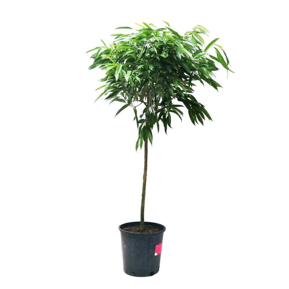 Ficus Alii Standard 14 Inch - Chive Plant Studio - Chive Plant Studio