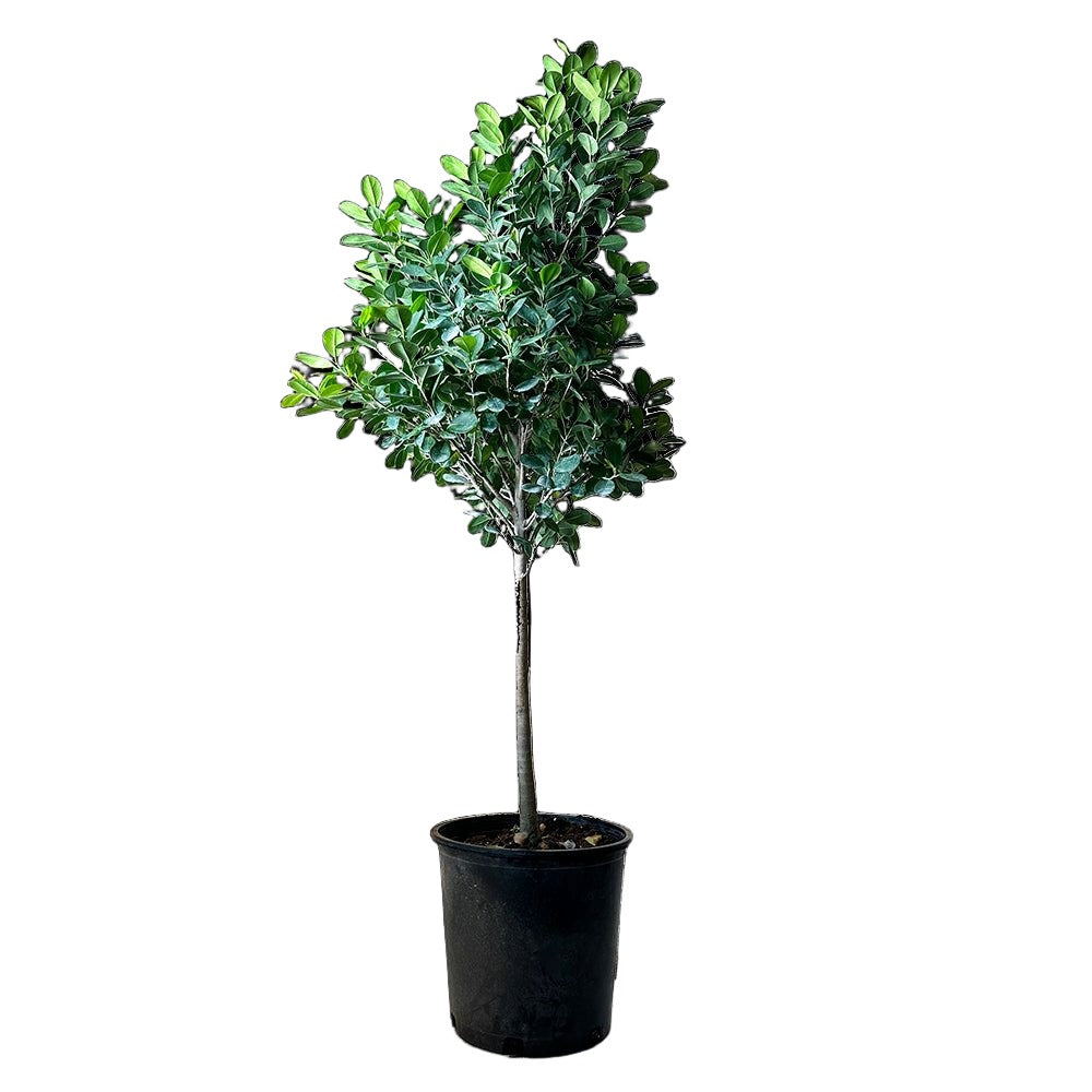 Ficus Daniella Standard 14 Inch Pot - Chive Plant Studio - Plants - Chive Studio 2024