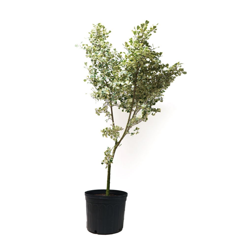 Ficus Triangularis Tree Form 14 Inch - Chive Plant Studio - Chive Plant Studio