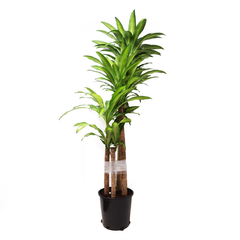 Dracaena Mass Cane 14 Inch - Chive Plant Studio - Chive Plant Studio