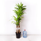 Dracaena Mass Cane 14 Inch - Chive Plant Studio - Chive Plant Studio