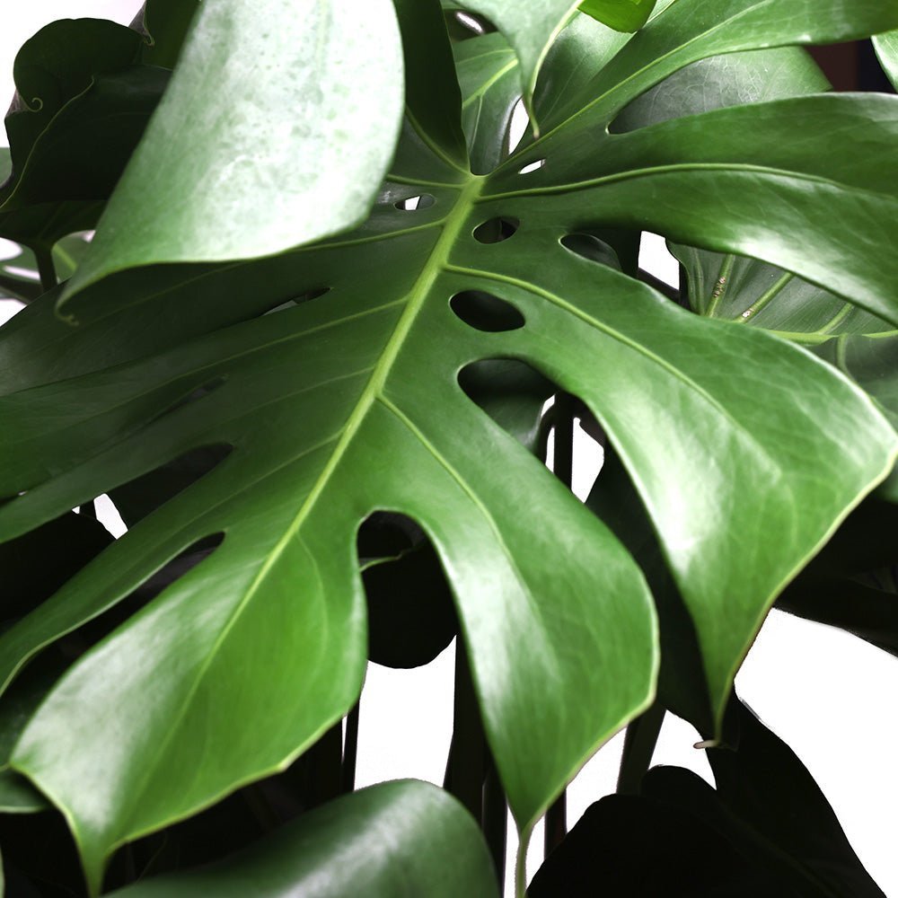 Close-up of a tall green Monstera leaf with characteristic natural holes and splits from the Large Monstera Deliciosa in a 14-inch pot by Chive Studio. The glossy surface of the leaf reflects light, showcasing its vibrant, healthy look next to a large rubber tree.