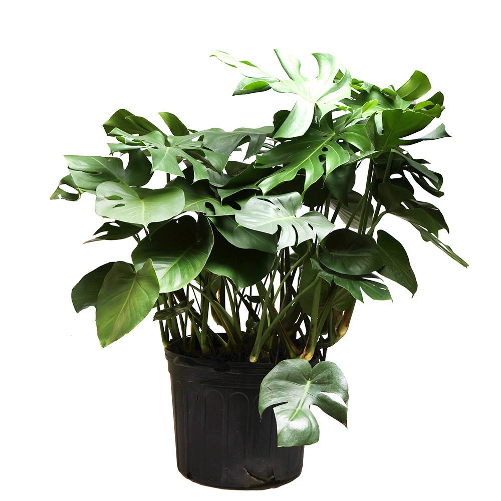 14 inch large Monstera in a grower pot, Best Tall Plants Toronto | Chive.ca