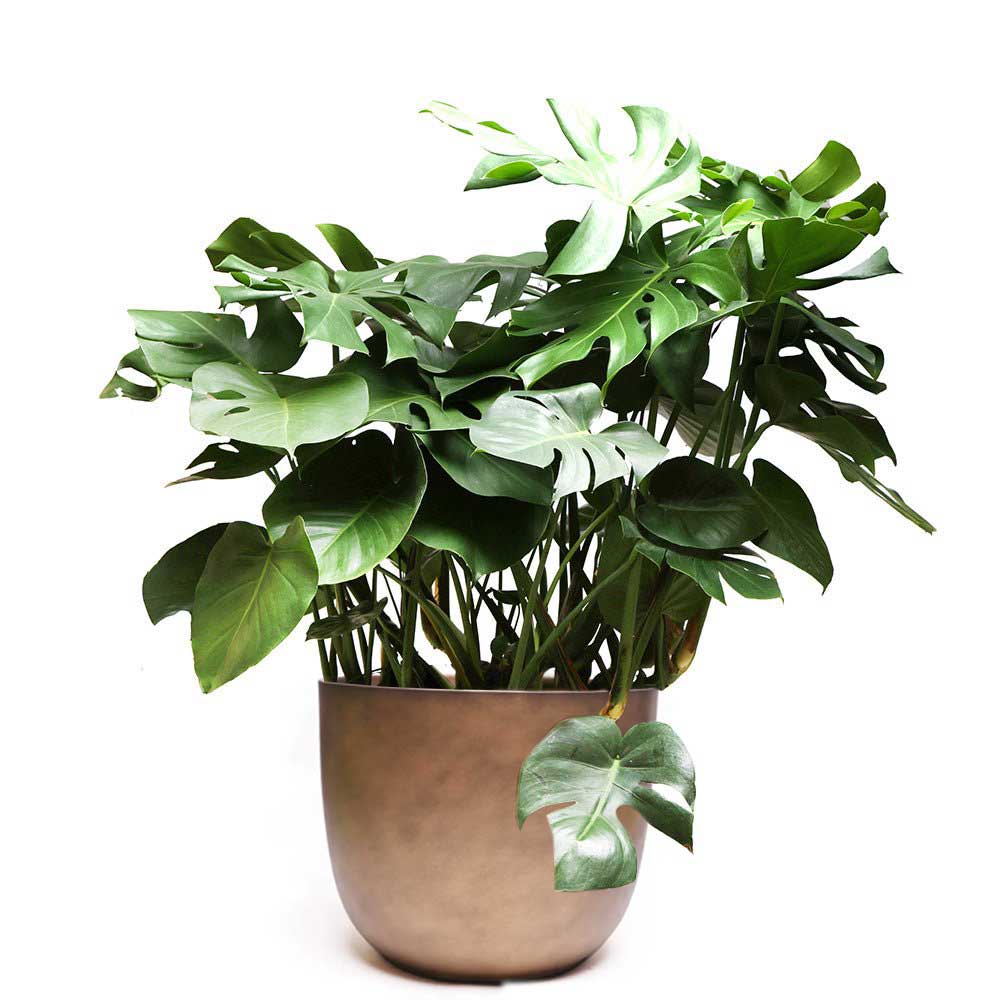 A Large Monstera Deliciosa from Chive Studio featuring large, glossy green leaves with natural holes and splits, beautifully potted in a simple beige 14-inch pot. Perfect for the living room, its vibrant foliage stands out against a white background and adds an extra-large touch of nature to any space.