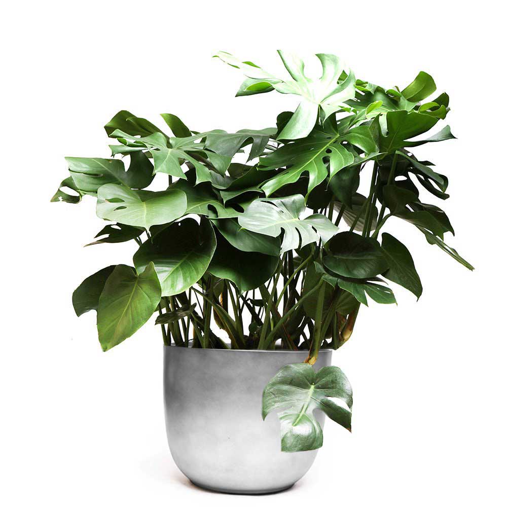 A lush Monstera Deliciosa plant from Chive Studio, featuring distinctive split leaves, is elegantly housed in a sleek, white 14-inch ceramic pot. This tall plant's vibrant green foliage contrasts beautifully against a white background, showcasing its healthy and abundant growth.