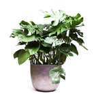 Monstera Deliciosa 14 Inch Pot - Chive Plant Studio