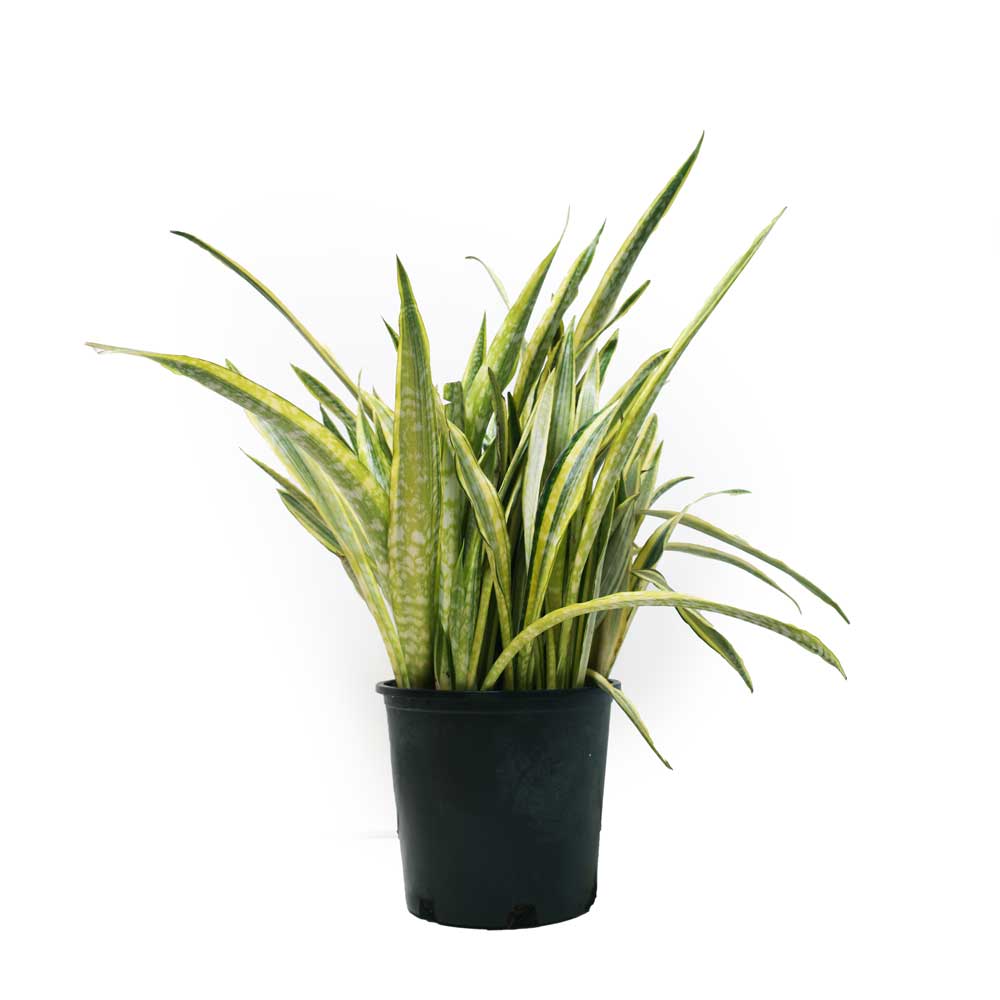 Sansevieria Laurentii 14 Inch - Chive Plant Studio - Chive Plant Studio