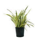 Sansevieria Laurentii 14 Inch - Chive Plant Studio - Chive Plant Studio