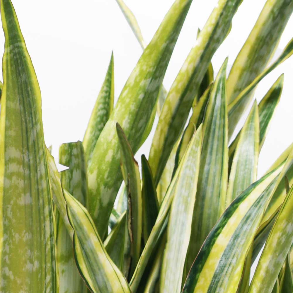 Sansevieria Laurentii 14 Inch - Chive Plant Studio - Chive Plant Studio