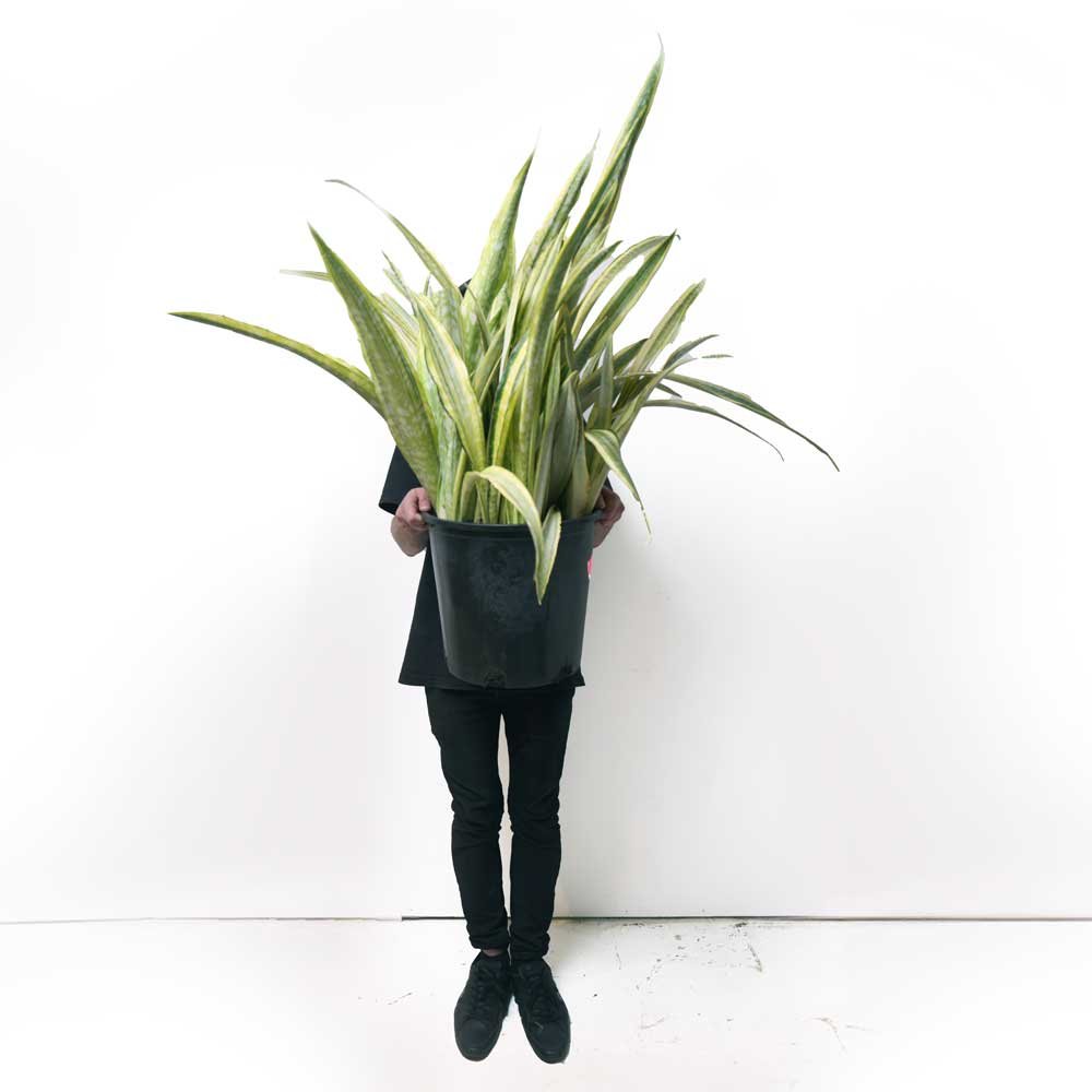 Sansevieria Laurentii 14 Inch - Chive Plant Studio - Chive Plant Studio