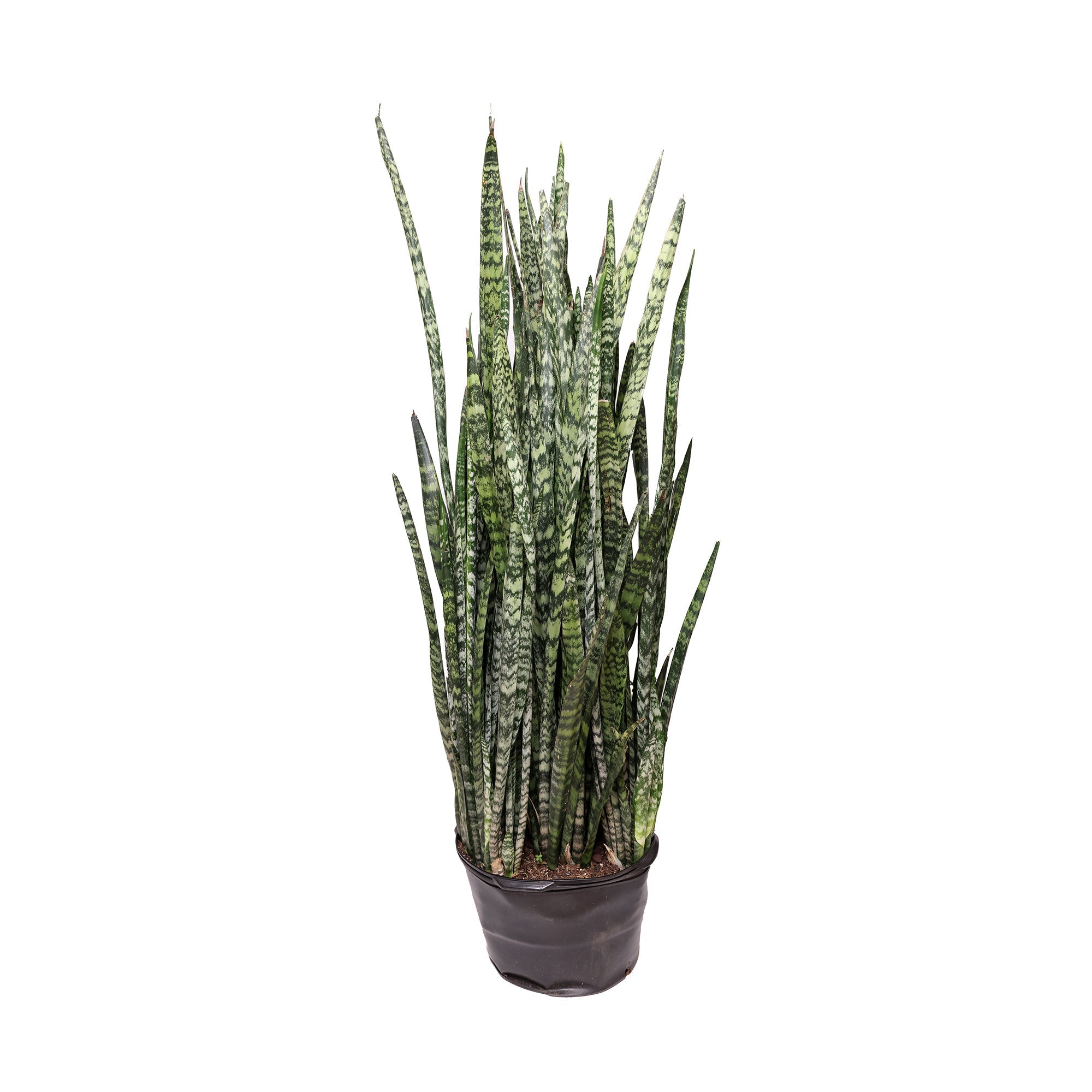 A Snake Plant Zeylanica 14 Inches, also known as cylindrical snake plant, with long, upright, cylindrical leaves, in a brown pot isolated on a white background by Chive Studio 2024.