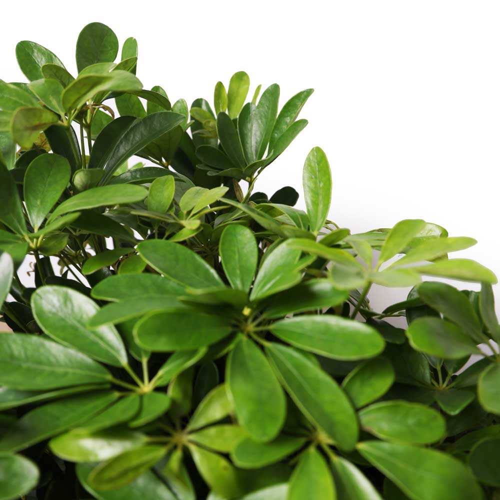 A close-up view showcases a lush Schefflera Arboricola Braid in a 14-inch pot, also known as an umbrella tree, featuring its glossy, green, rounded leaves against a plain white background. The vibrant foliage fills the frame, highlighting the plant's healthy and robust appearance. This low-maintenance plant is perfect for any space.