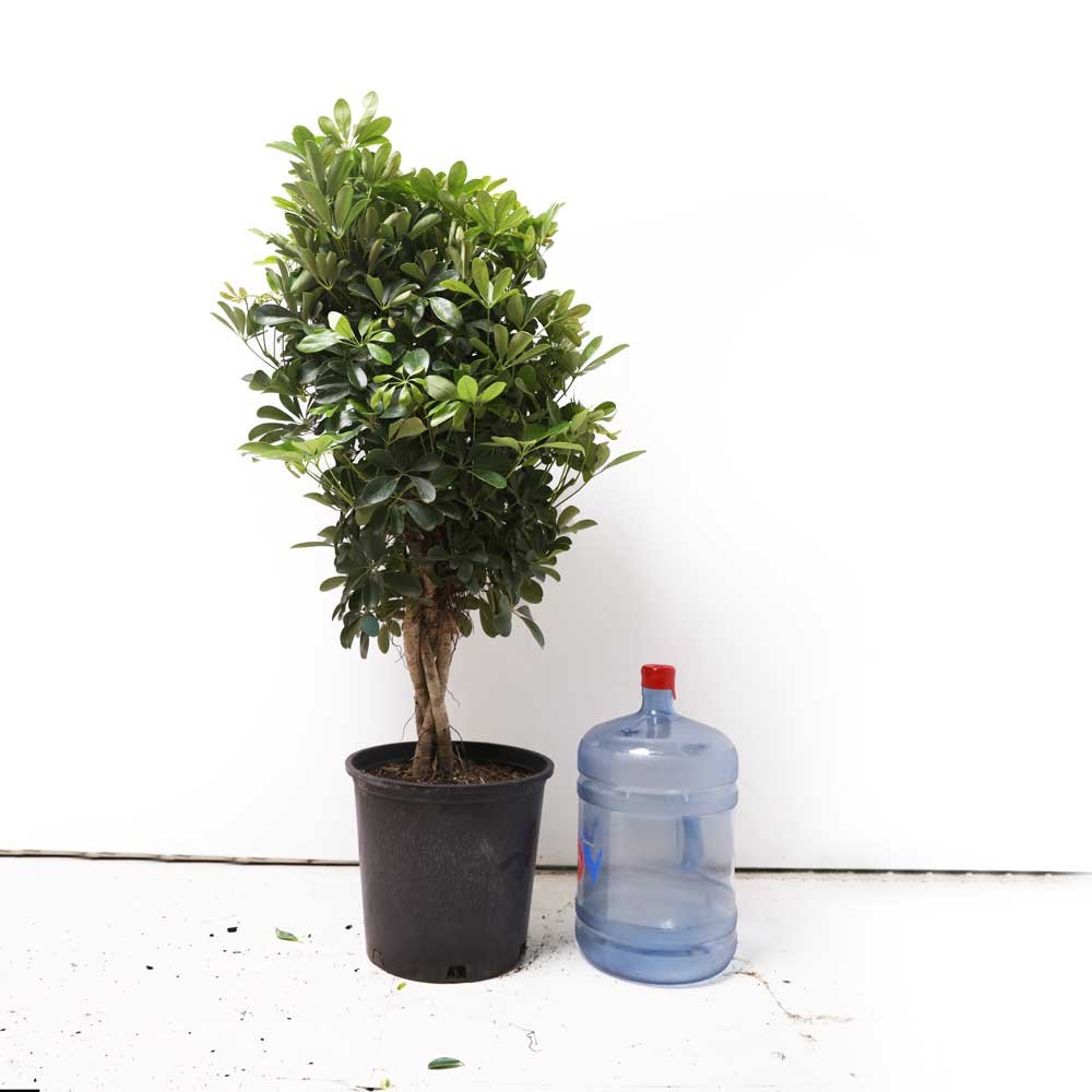 A Schefflera Arboricola Braid in a 14-inch pot, known for its dense foliage and braided form, stands next to a large blue water jug with a red cap against a white background on a white floor.