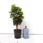 On a white surface beside a blue water jug with a red cap, stands a Schefflera Arboricola Braid 14 Inch Pot. The densely packed green leaves and braided form of the plant give it an aesthetic appeal. Slightly taller than the water jug, this low-maintenance plant sits against a plain white background.