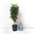 Schefflera Gold Capella 14 Inch - Chive Plant Studio - Plants - Chive Plant Studio