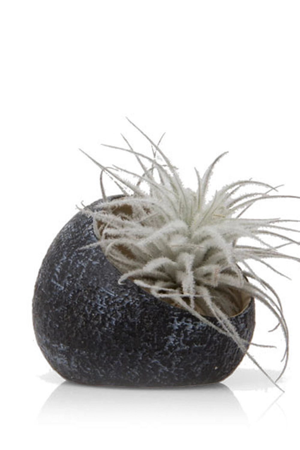 Black Terrarium Ceramic Air Plant Holder - Koski - handmade by Chive Studio Toronto