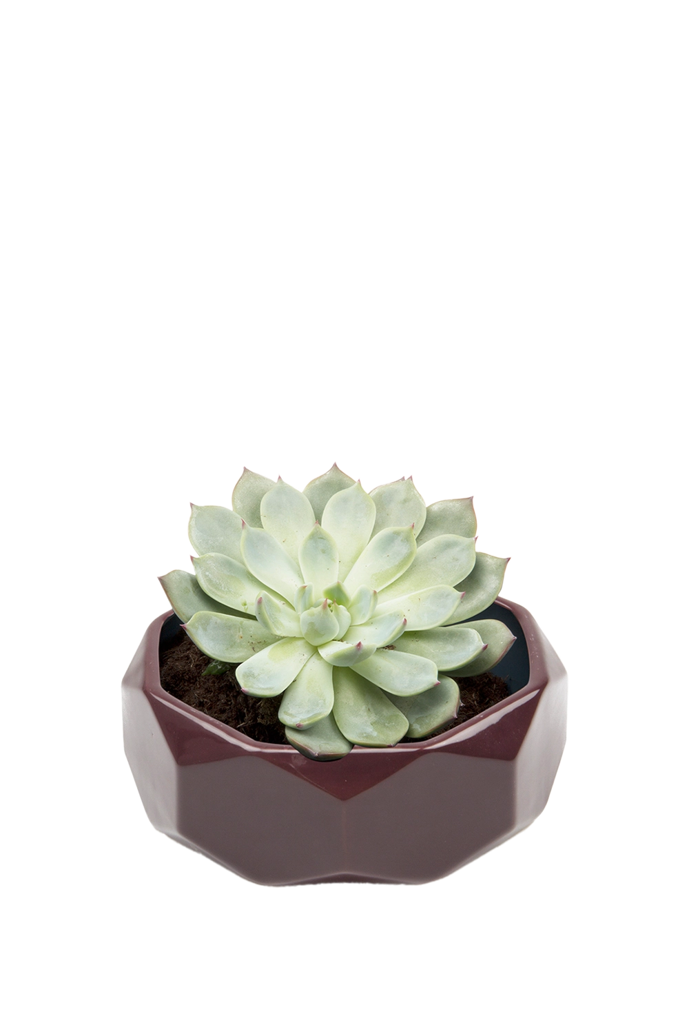 Burgundy Ceramic Succulent Dish Planter - Discus - handmade by Chive Studio Toronto