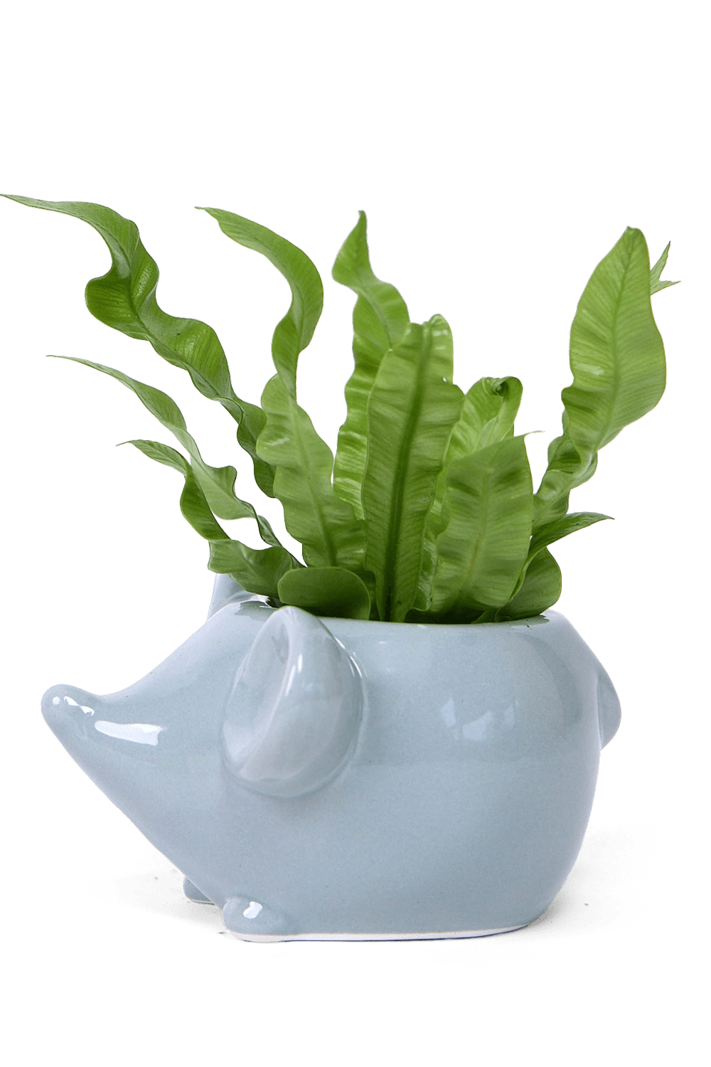 Grey Ceramic Indoor Plant Pot for Succulents - Mouse - handmade by ChiveStudio Toronto