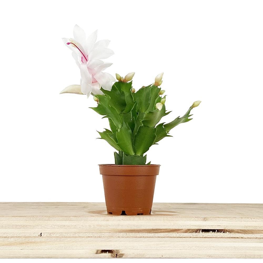 Christmas Cactus 2.5 Inch Pot - Chive Plant Studio - Plants - Chive Studio 2024