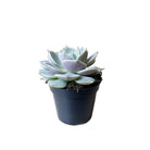 Echeveria 2.5 Inch Pot - Chive Plant Studio - Plants - Chive Studio 2024