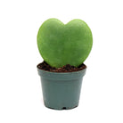 Hoya Kerri 2 Inch in Dino Planter - Chive Plant Studio - Plants - Chive Studio 2024