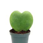 Hoya Kerri 2 Inch in Dino Planter - Chive Plant Studio - Plants - Chive Studio 2024