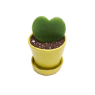 Potted Hoya Kerri 2" in Tika - Chive Plant Studio - Potted Plants - Chive Studio